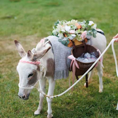 Pebbles the beverage burro stands adorned with flowers and carrying a cargo of beverages.