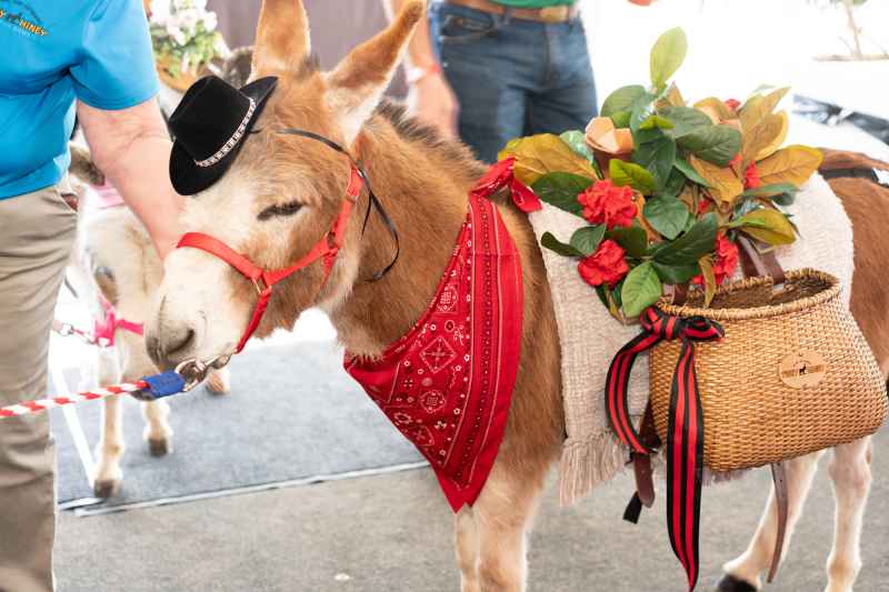 A small mule adorned with a small top hat, flowers and carrying a wicker cooler filled with beverages is led through the Brew & Que event.